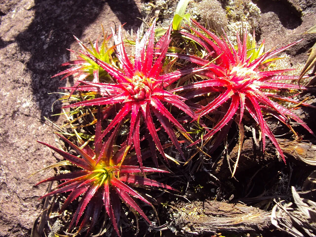 Vegetação típica da Chapada Diamantina