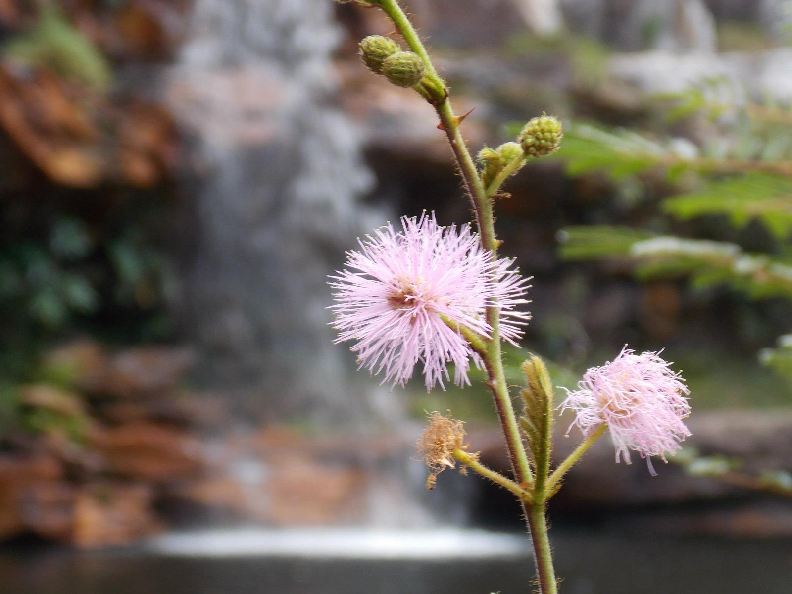 Detalhe de flor com cachoeira desfocada ao fundo no Cochó